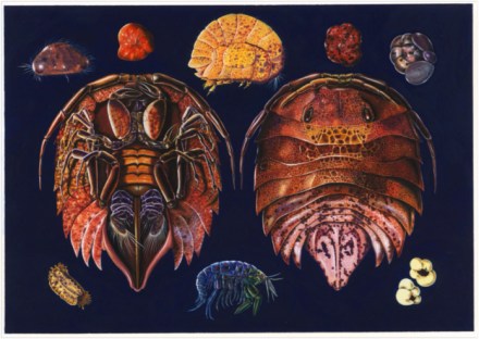 zooplankton